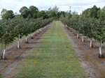 Mature trees in well kept orchard.jpg
