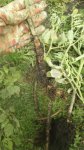 IMG-20170718-WA0002.jpg