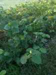 IMG_20170903_17214922.jpg