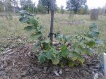 IMG_20171001_144138.jpg