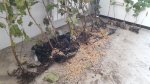 IMG-20171018-WA0032.jpg