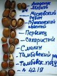 Фундуки_Ивантиевка.jpg