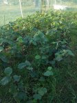 IMG_20170903_172058(1)22.jpg