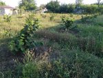 IMG_20180804_182856.jpg